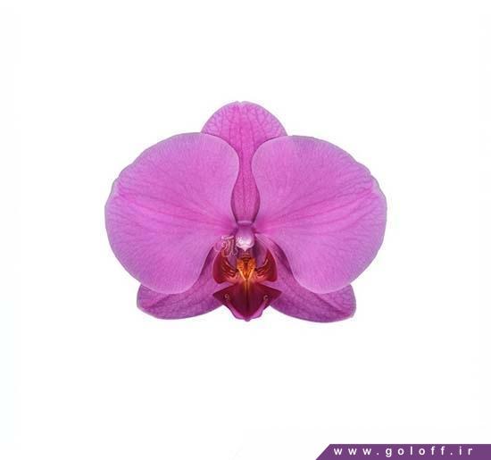 سفارش آنلاین گل ارکیده فالانوپسیس چانو - Phalaenopsis Orchid | گل آف